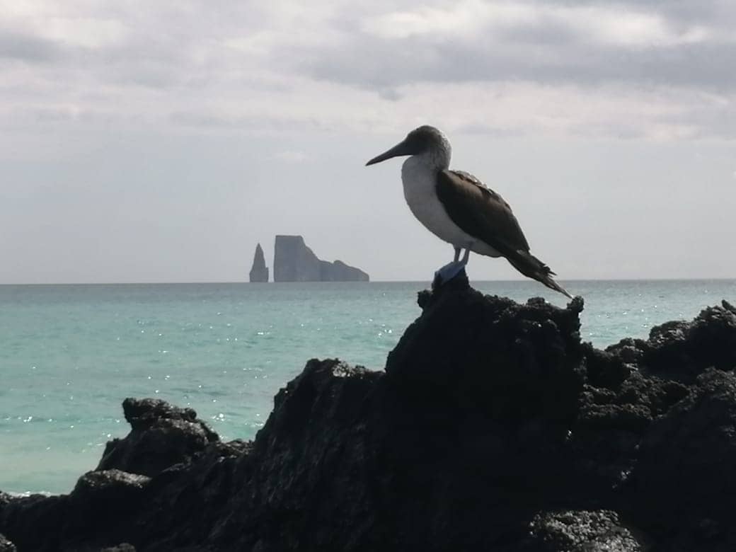 Kicker Rock