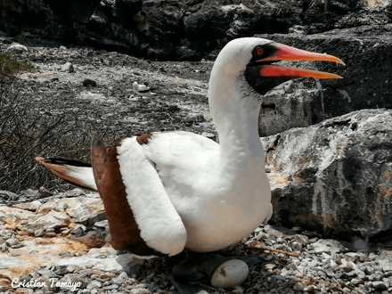 Nazca Boobie Espanola